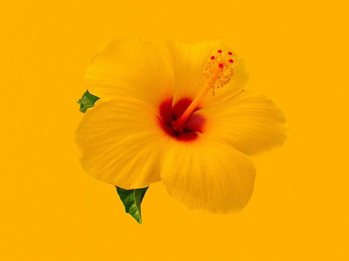 The case of the Asian&nbsp;Grandma